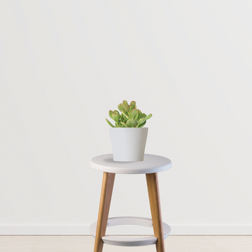 Crassula Ovata – money plant succulent
